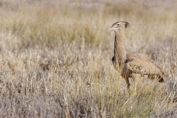Kori bustard (Ardeotis kori), adult, walking in tall dry grass, foraging, Kgalagadi Transfrontier