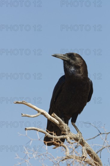 Cape crow (Corvus capensis), adult, sitting on a tree branch, on the lookout, blue sky, Kgalagadi
