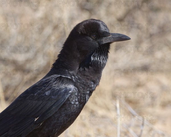Cape crow (Corvus capensis), adult, sitting on dry ground, head profile, close-up, Kgalagadi