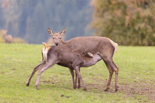 A red deer cow (Cervus elaphus) stands on a meadow and suckles her fawn. A forest in autumnal