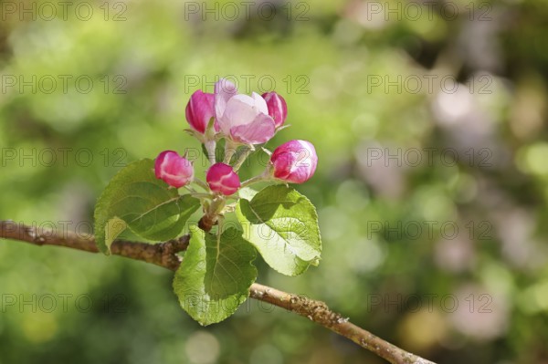 Apple blossoms (Malus), red still closed blossoms, bokeh in the background, close-up, Wilnsdorf,