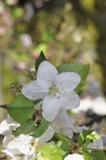 Apple blossoms (Malus), white blossoms with bokeh in the background, close-up, spring, Wilnsdorf,