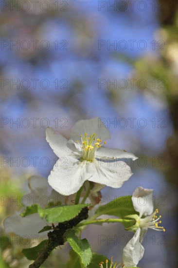 Apple blossoms (Malus), white blossoms with blue sky and bokeh in the background, close-up, spring,