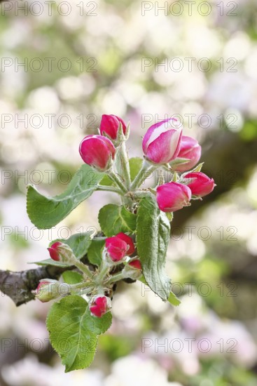 Apple blossoms (Malus), red still closed blossoms, bokeh in the background, close-up, Wilnsdorf,