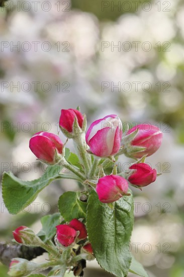 Apple blossoms (Malus), red still closed blossoms, bokeh in the background, close-up, spring,