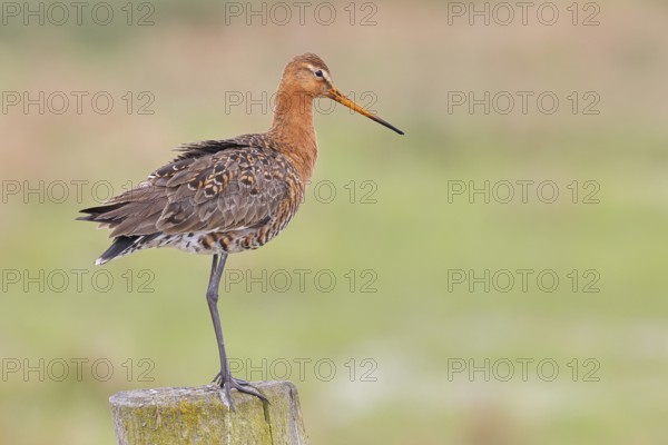 Black-tailed godwit (limosa limosa), on a perch, on a fence post, snipe birds, wildlife, nature