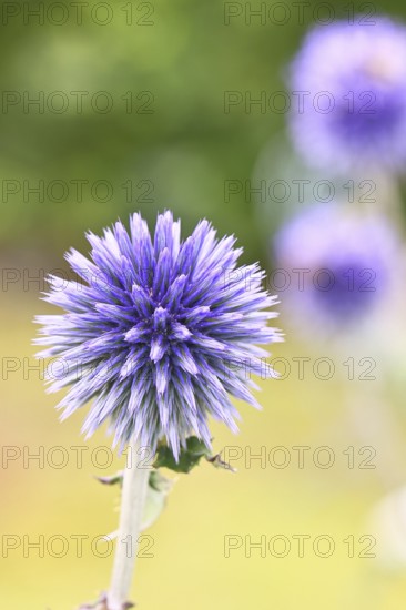 Blue globe thistle (Echinops ritro), flower, ornamental plant in a garden, Wilnsdorf, North