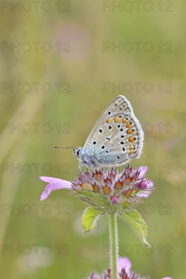 Blue butterfly (Polyommatus icarus), common blue, female on a flower of the woodland cistus