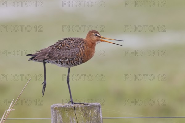 Black-tailed godwit (limosa limosa), on a perch, on a fence post, calling, snipe birds, wildlife,