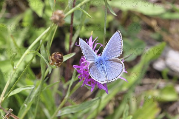 Common blue butterfly (Polyommatus icarus), male on a flower of the meadow knapweed or common