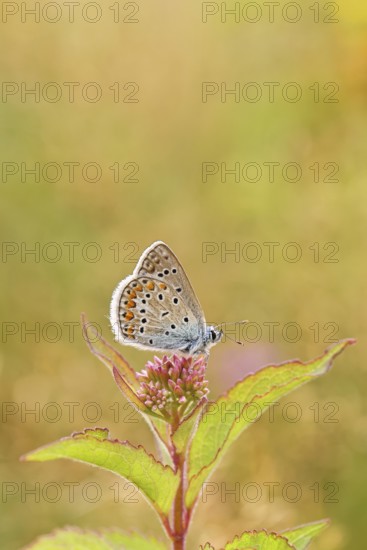 Blue butterfly (Polyommatus icarus), Common blue, female on a flower of Hemp agrimony (Asteraceae)