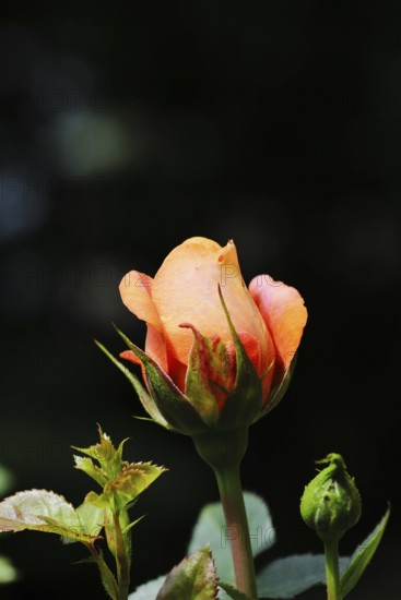 Rose blossom (Rosa sp.), salmon-coloured blossom with dark background, in a garden, Wilnsdorf,