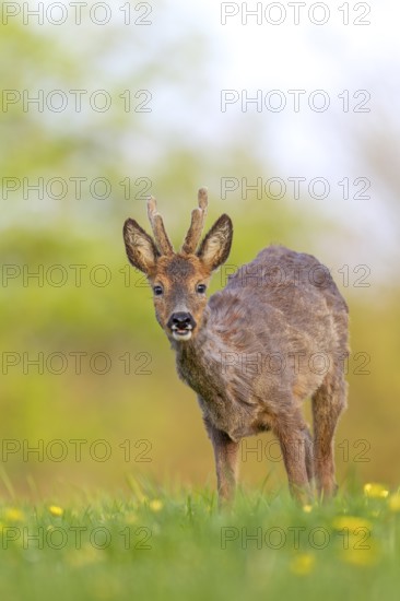 Roebuck (Capreolus capreolus) yearling with bast horns on a dandelion meadow in search of food,