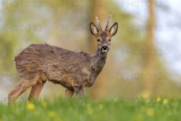 Roebuck (Capreolus capreolus) yearling grazing in a meadow with dandelions, change of coat,