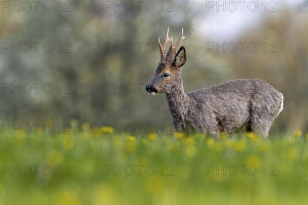 Roebuck (Capreolus capreolus) in a meadow with flowering dandelions, changing coat, attentive,