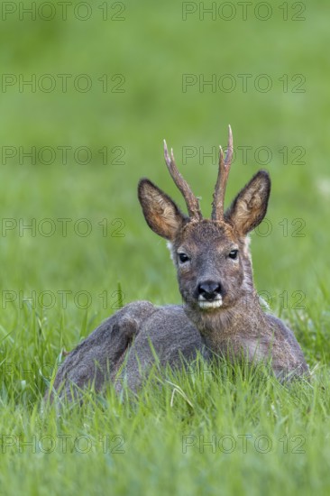 Roebuck (Capreolus capreolus) in change of coat resting in a meadow, eyes, eye contact, change of