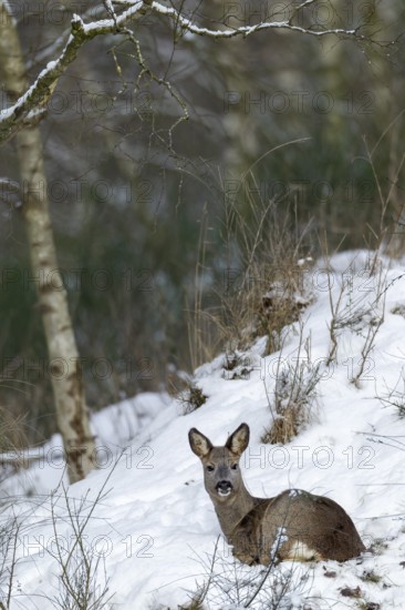 A doe (Capreolus capreolus) rests in the snow on a slope and enjoys the winter sun, always
