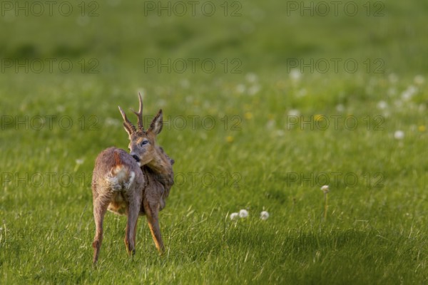 A roebuck (Capreolus capreolus) grooming, the old winter coat is visibly disturbing, coat change,