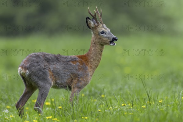 The roebuck (Capreolus capreolus) is massively infested with ticks, if you look closely you can