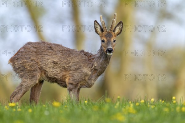 Roebuck (Capreolus capreolus) yearling with bast horns on a dandelion meadow in search of food,