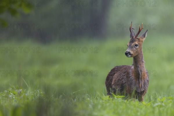 Roebuck (Capreolus capreolus) during a rain shower, the retracted eavesdroppers signalise