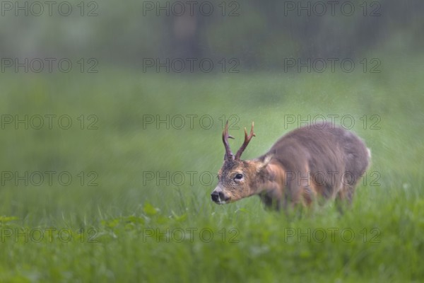 A roebuck (Capreolus capreolus) stands in the pouring rain in a meadow and shakes water out of its