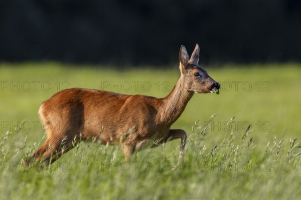 The doe (Capreolus capreolus) looks with interest at a conspecific looking for food at the other