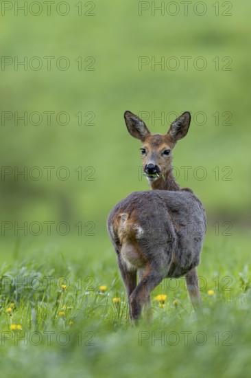 The clearly visible udder makes it easy to recognise that the doe (Capreolus capreolus) is leading