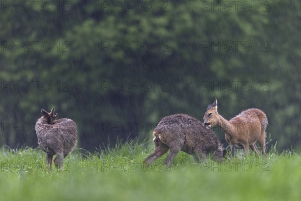 A doe licks and nibbles on the fur of a young roebuck (Capreolus capreolus), perhaps they are