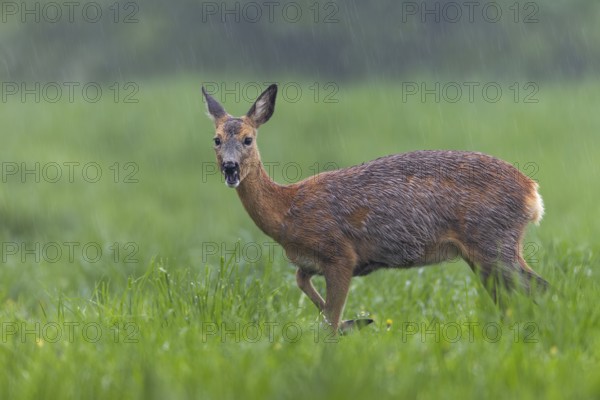 In a few days, this pregnant doe (Capreolus capreolus) will give birth to her fawns, pregnant,