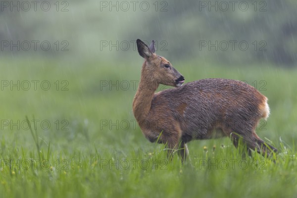 A pregnant doe (Capreolus capreolus) in moult grazing in the pouring rain in a meadow, moult,