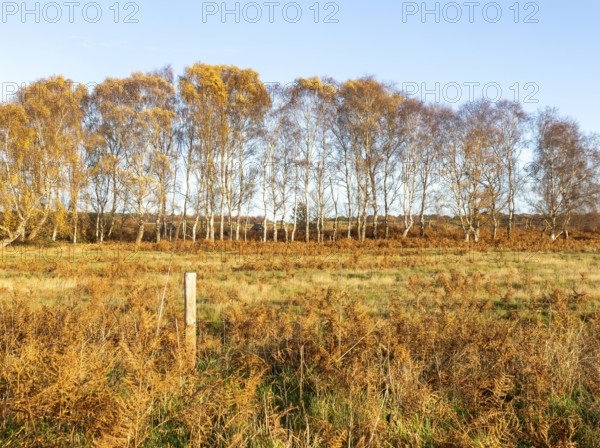 Silver birch trees, Betula pendula, brown autumn leaves on heathland, Sutton Heath, Suffolk,