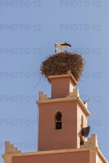 MAR, Dade Valley, storks