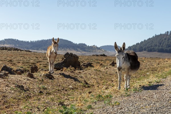 MAR, donkey
