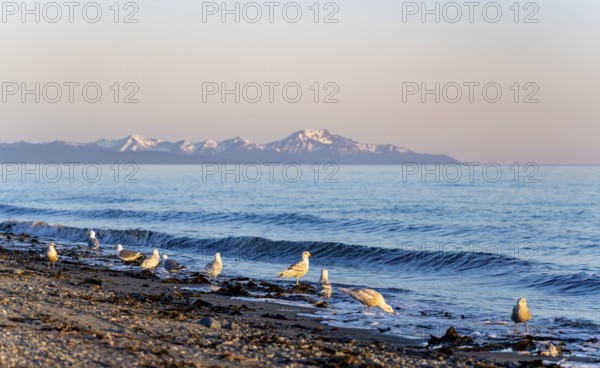Seagulls on Anchor Point beach on Cook Inlet in the evening light, snowy mountain peaks of the