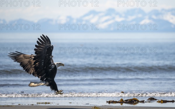 Bald eagle (Haliaeetus leucocephalus) in flight during landing, Anchor Point at Cook Inlet, white