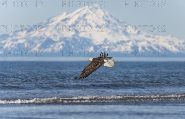 Bald eagle (Haliaeetus leucocephalus) in flight, Anchor Point at Cook Inlet, white mountain peak of