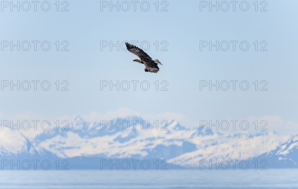 Bald eagles (Haliaeetus leucocephalus) flying on the beach at Anchor Point on Cook Inlet, snowy