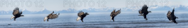 Bald eagle (Haliaeetus leucocephalus) in flight, photomontage of an eagle landing, Anchor Point at