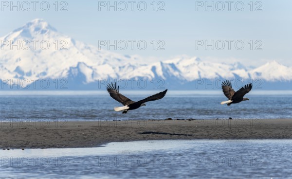 Two bald eagles (Haliaeetus leucocephalus) flying on the beach at Anchor Point on Cook Inlet, white