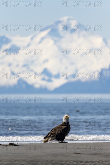 Bald eagle (Haliaeetus leucocephalus) perches on the beach at Anchor Point on Cook Inlet, white