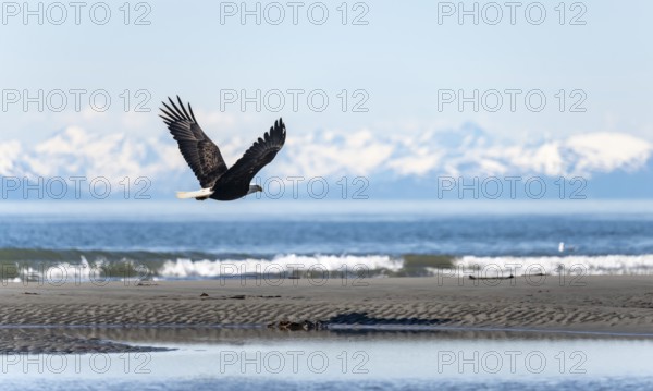 Bald eagle (Haliaeetus leucocephalus) flying on the beach of Anchor Point at Cook Inlet, white