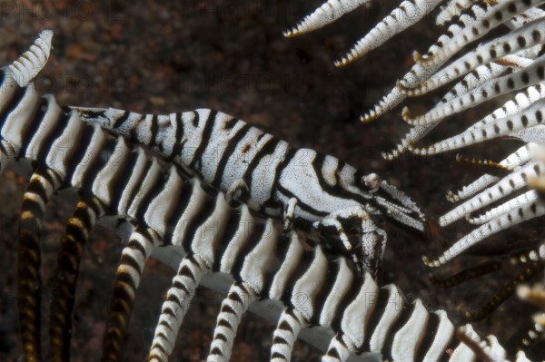 Underwater photo extreme close-up of mimesis camouflage of decapod shrimp Crinoid Shrimp (Laomenes