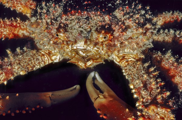 Underwater photo extreme close-up of whimsical hairy spider crab (Amphithrax pilosus) with unusual