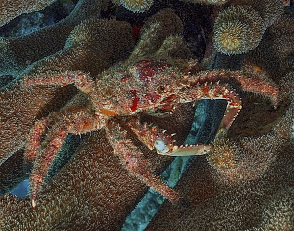 Underwater photo close-up of Spiny West Indian Spider Crab (Maguimithrax spinosissimus) synonyms