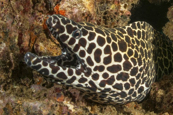 Underwater photo of large net moray eel (Gymnothorax favagineus) looking out of living height into