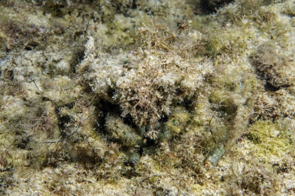 Decorator crab (Camposcia retusa) camouflages itself with algae, example of perfect camouflage