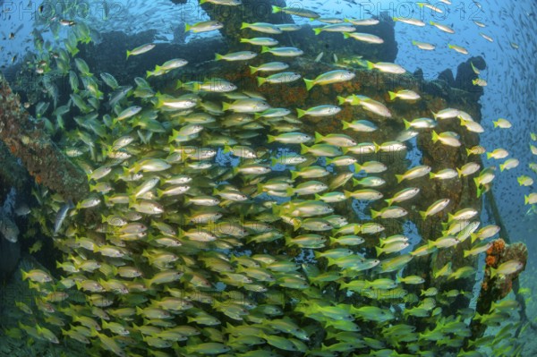 Underwater photo of large school of common snapper (Lutjanus lutjanus) living on wreck on seabed,