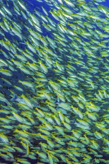 Underwater photo of large school of common snapper (Lutjanus lutjanus), Indian Ocean, Indo-Pacific,