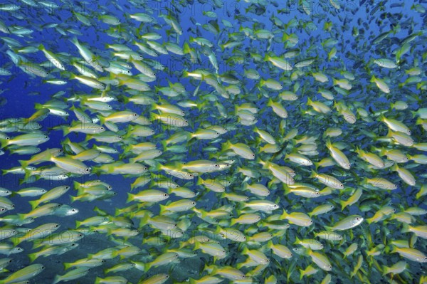 Underwater photo of large school of fish Bigeye snapper (Lutjanus lutjanus), Indian Ocean,